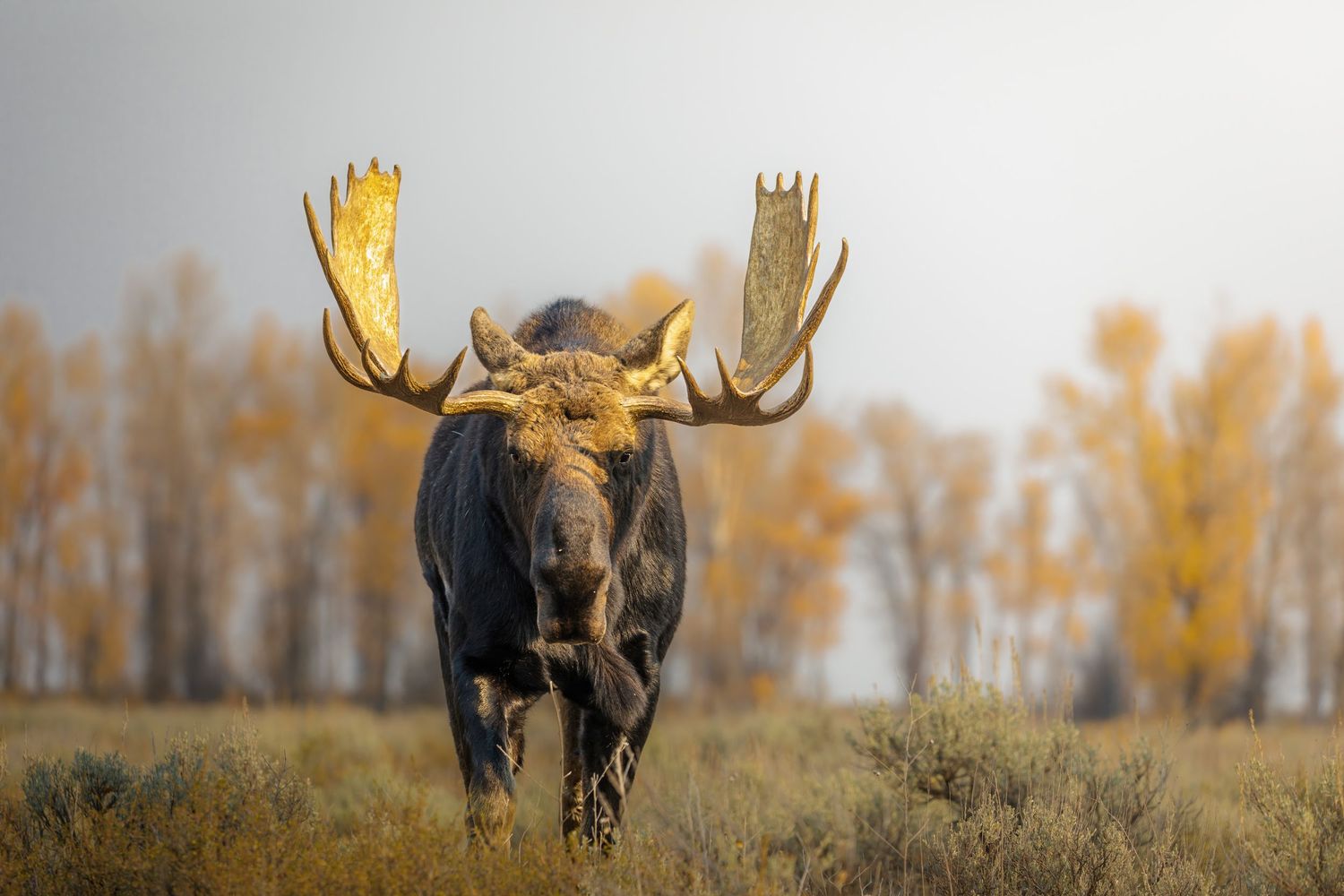 Silhouette of a bull moose with large antlers against an autumn landscape.