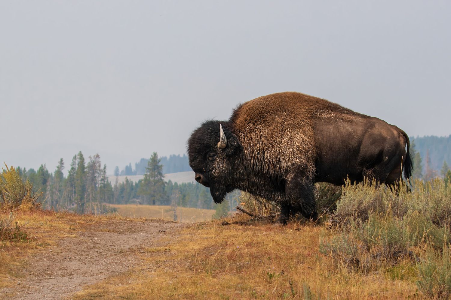 Wild bison graze on a grassy hillside with forest in the background.
