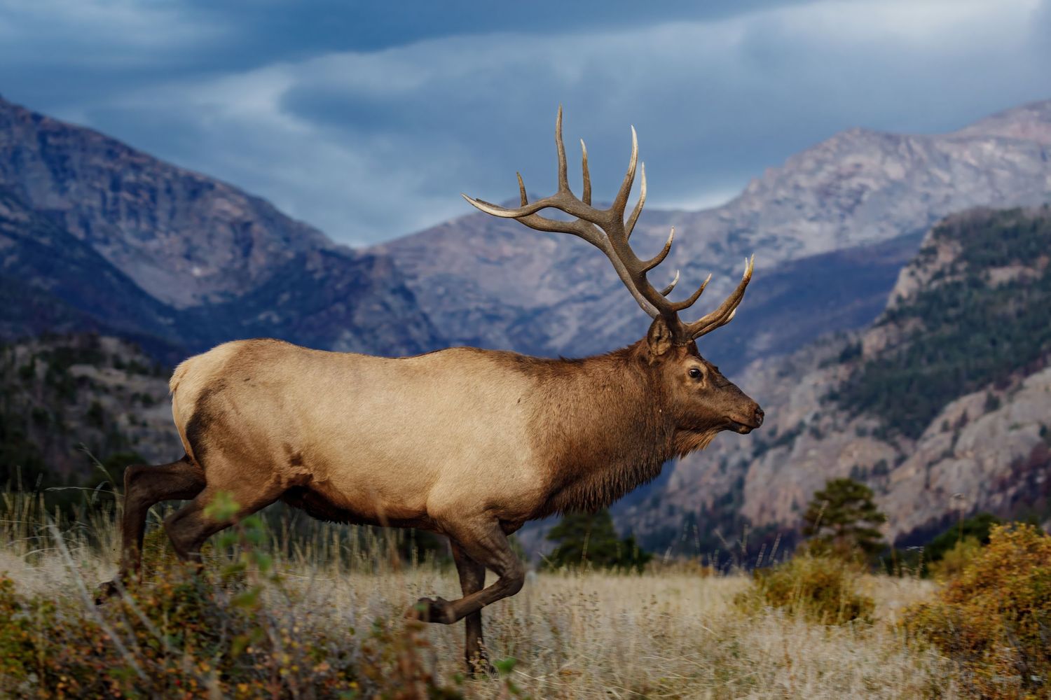 Wild elk standing against dramatic mountain landscape with snow-capped peaks.