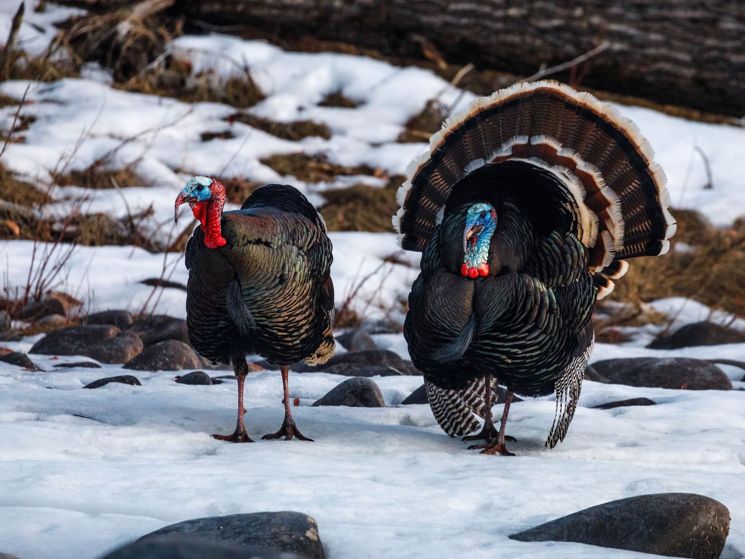 Wild turkeys strut through deep snow on a winter day.