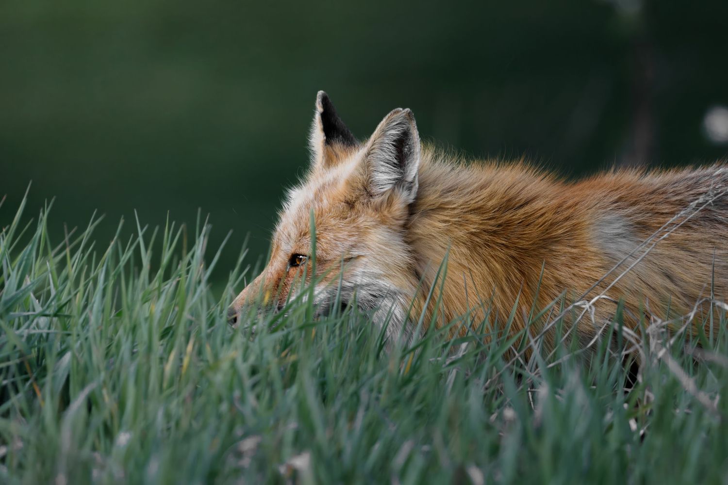 Close-up sequence of a red fox's face and head in natural grassy habitat.
