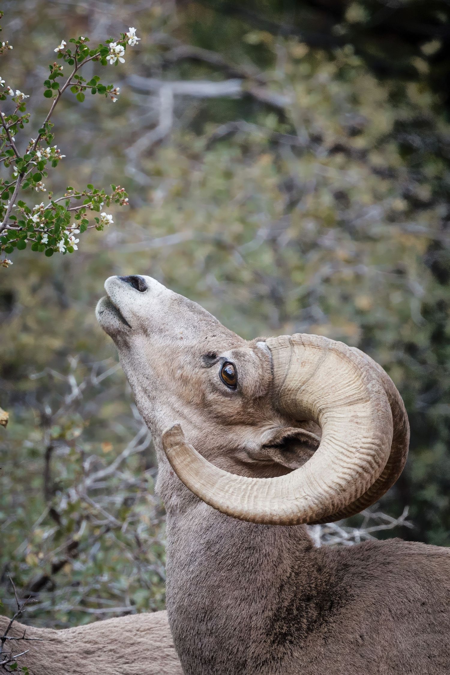 Close-up of bighorn sheep ram with large curved horns against blurred foliage.