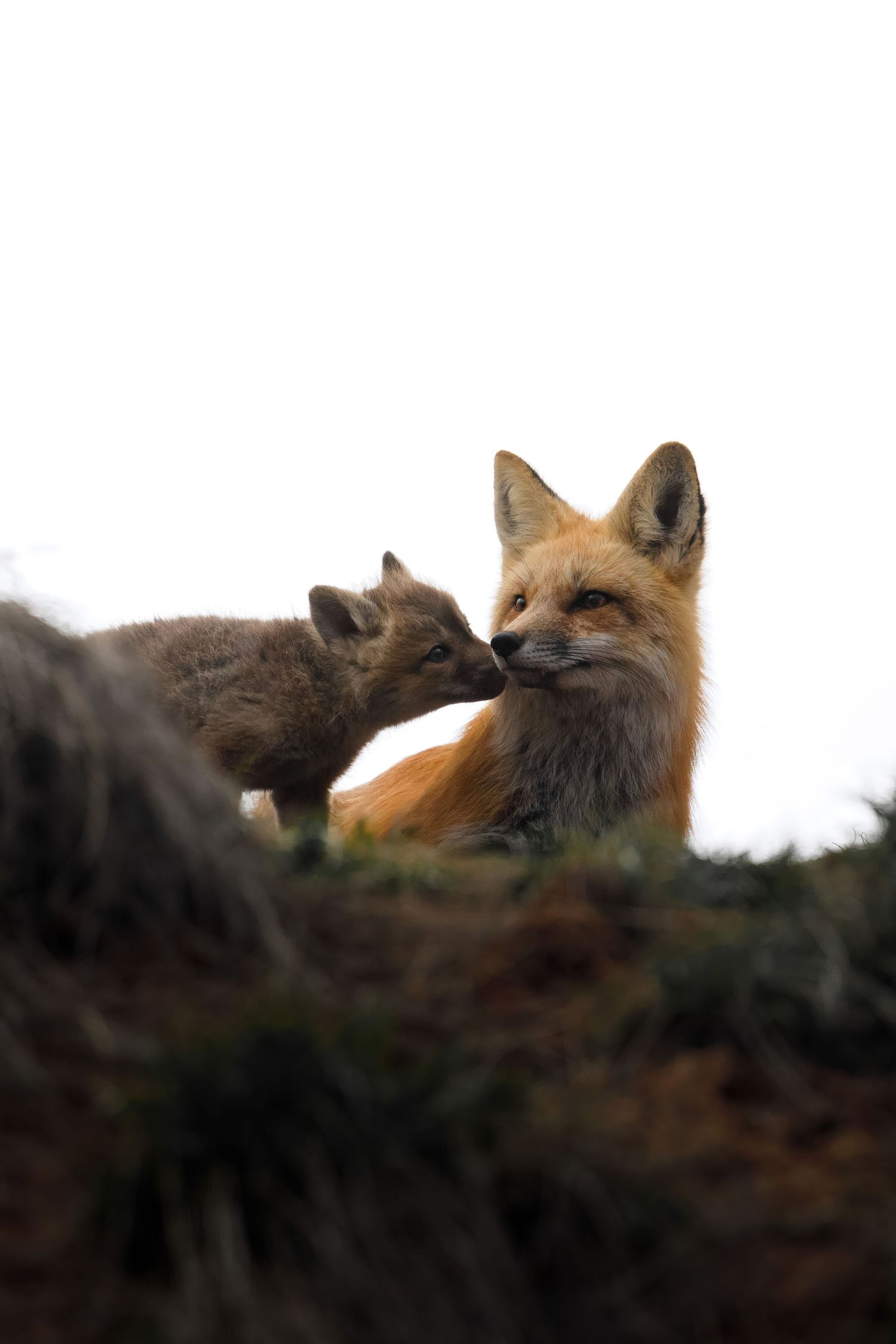 Red foxes gathering on a dark hillside at sunset.