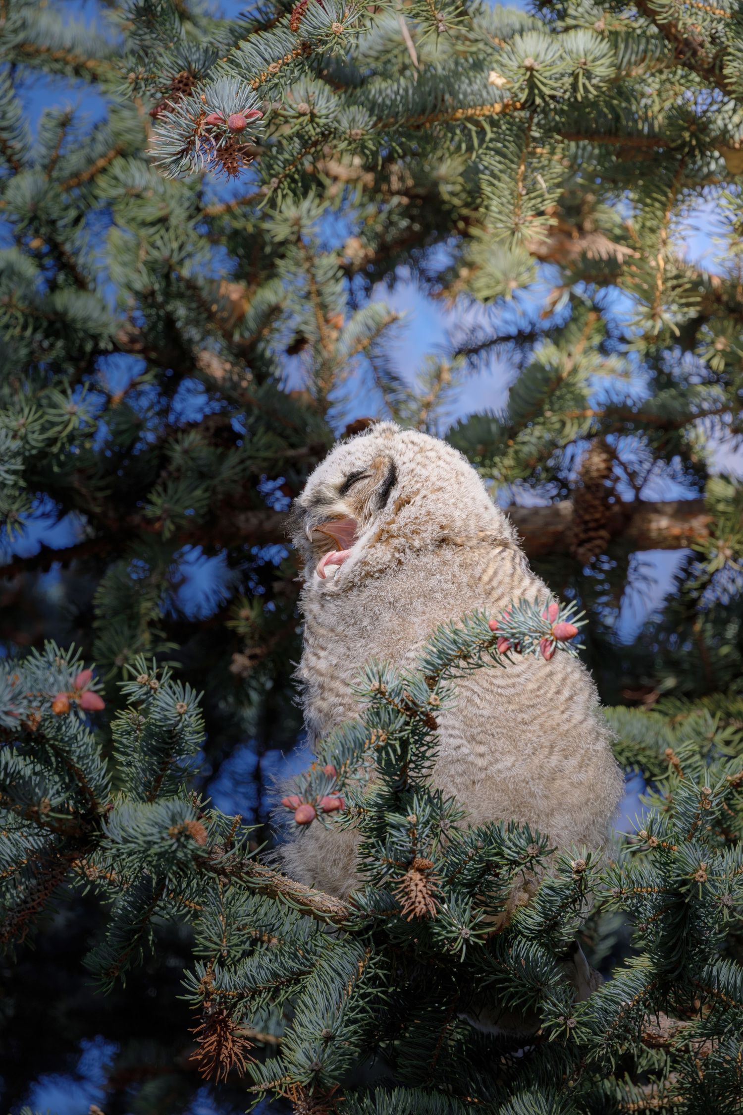 Young owlets nestled in spruce tree branches against blue sky.