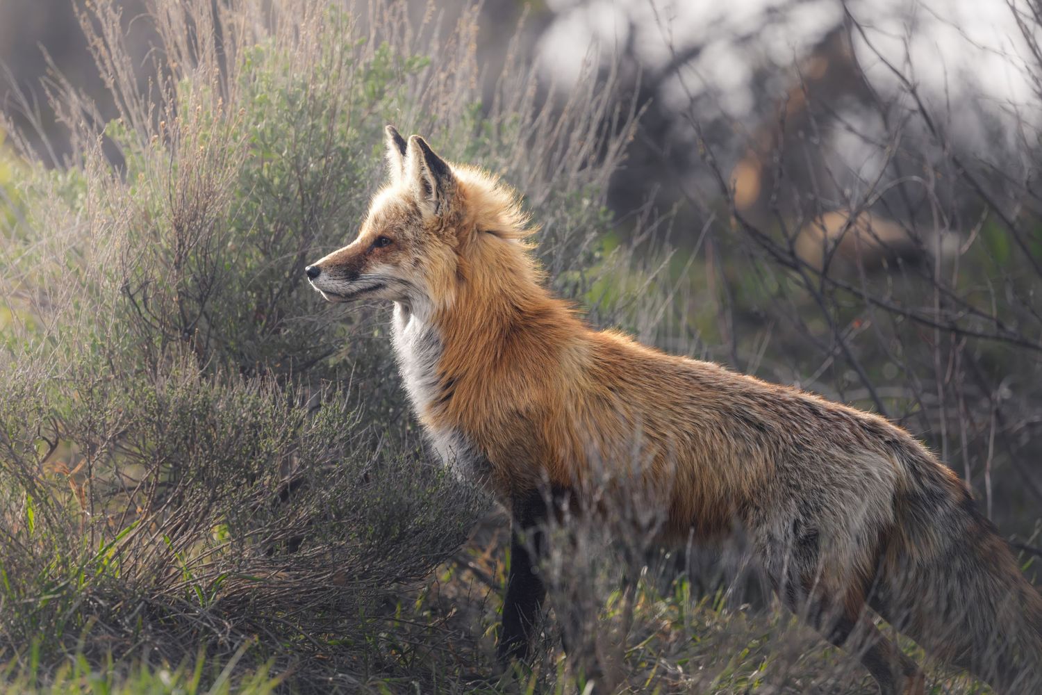 Red fox lying in tall grass during golden hour.