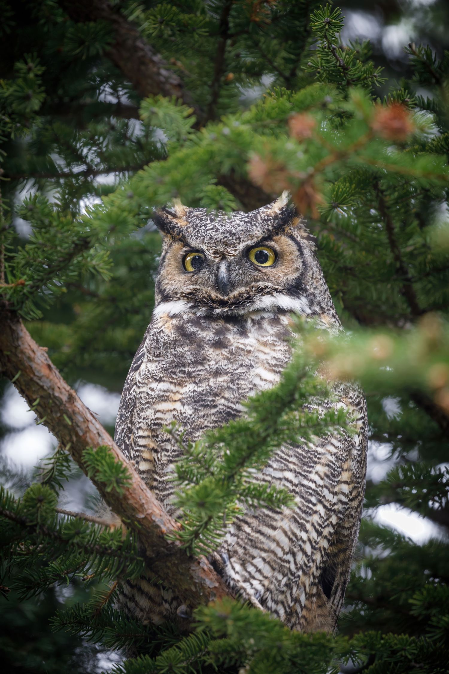 A great horned owl perches alertly among evergreen branches with piercing yellow eyes.