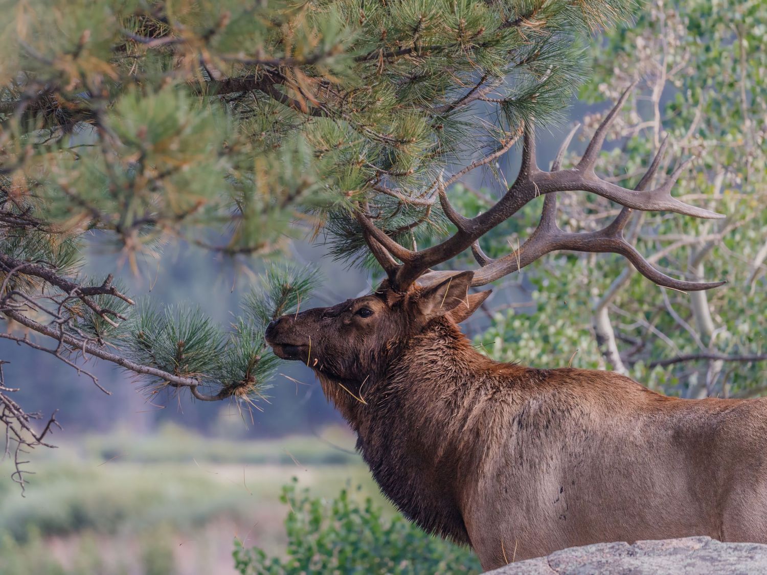 A majestic bull elk with large antlers grazes among pine branches in a natural mountain setting.