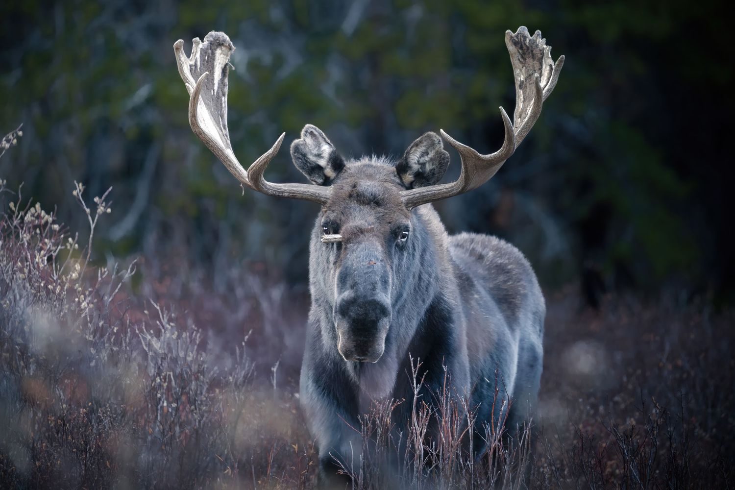 Close-up profile of a bull moose with impressive antlers in misty wilderness.