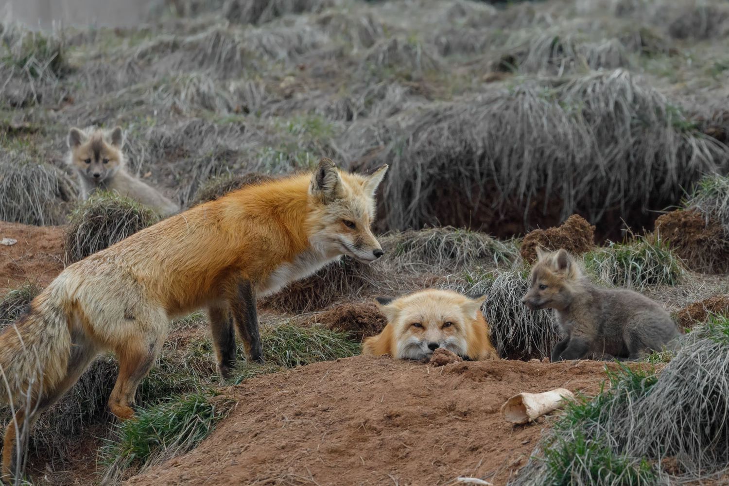 Red foxes resting and exploring on a grassy hillside.