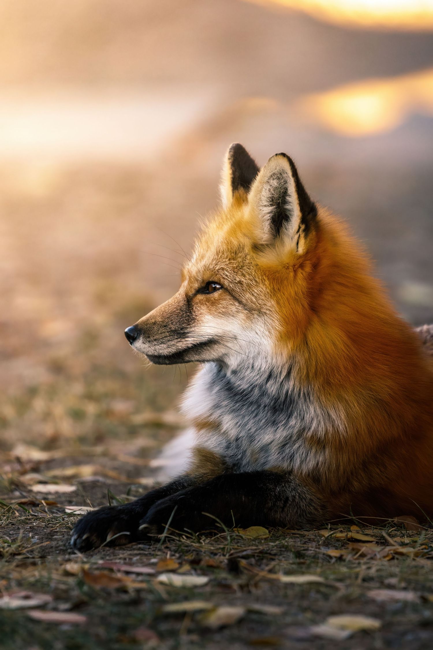 Red fox in profile basking in warm sunset light with rustic background.