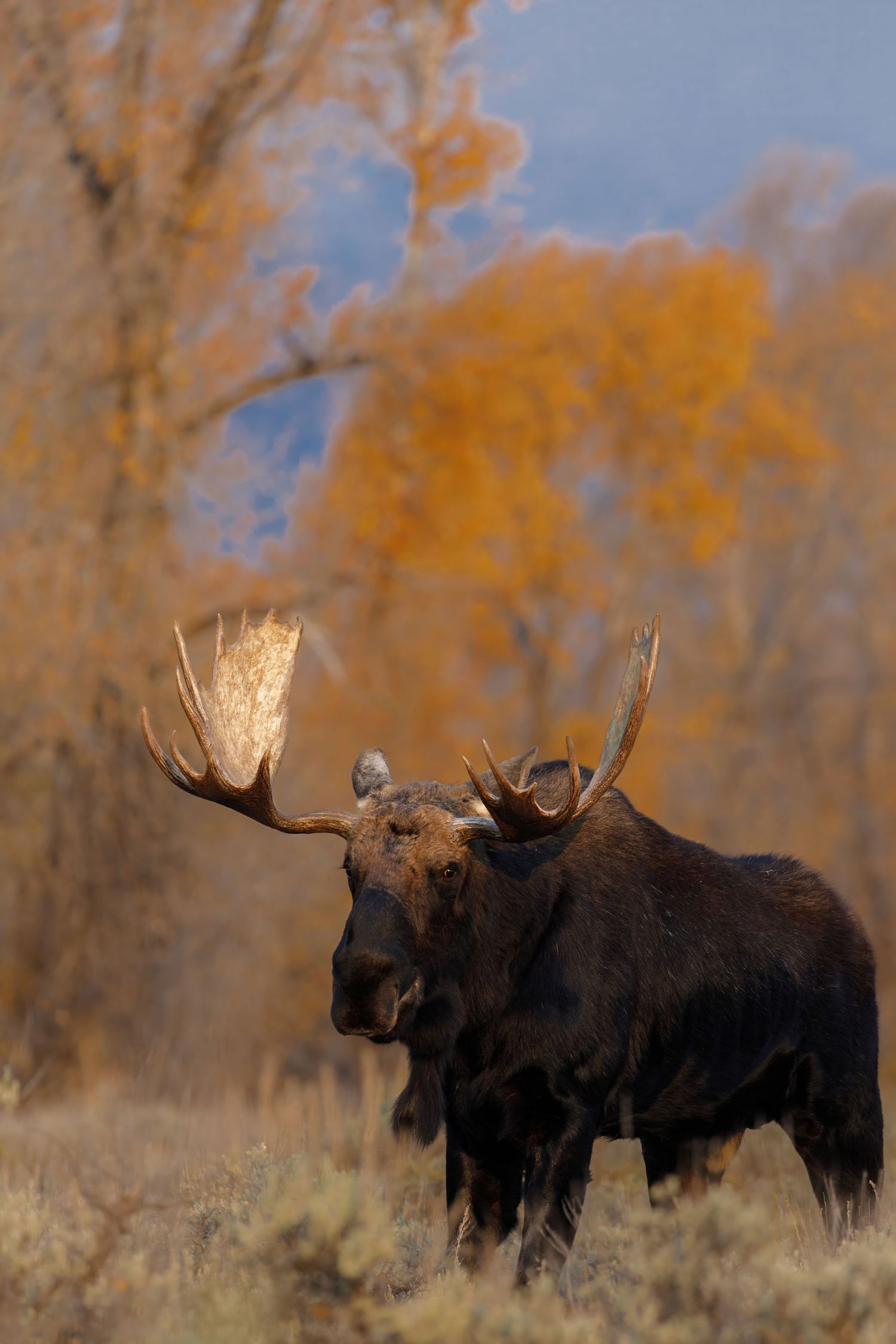 Three bull moose stand together in front of golden autumn trees.