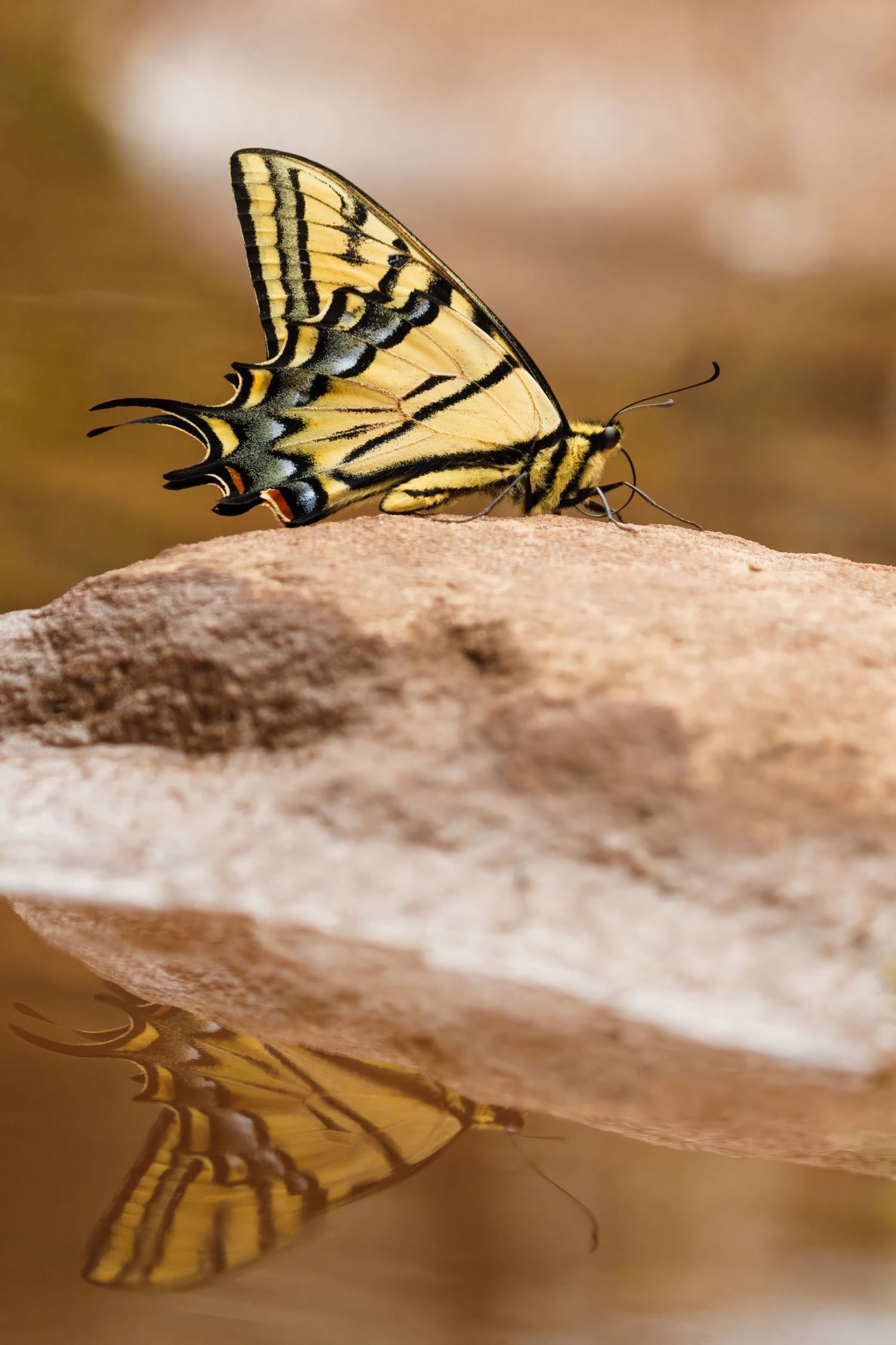 Yellow swallowtail butterfly perched on a light-colored rock surface in soft focus.