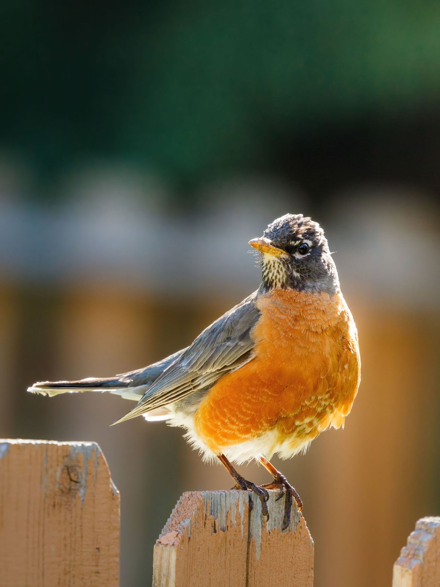 American Robin perched on wooden fence post displaying its orange breast and gray feathers.