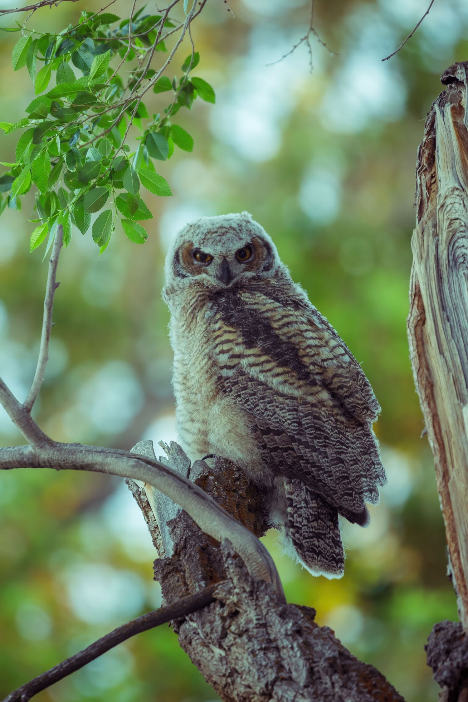 A great horned owl perches on a tree branch surrounded by green foliage.
