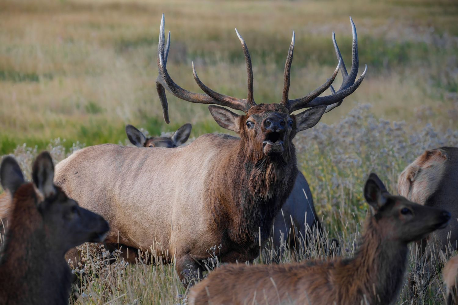 Herd of elk grazing together in a grassy field during migration season.