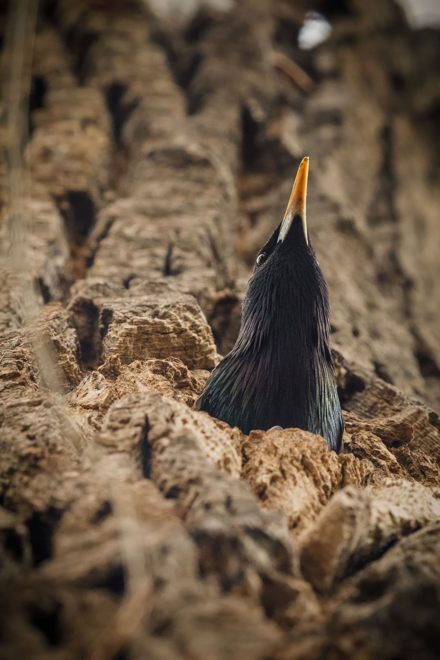 Close-up view of a dark bird's feathers against textured brown terrain.