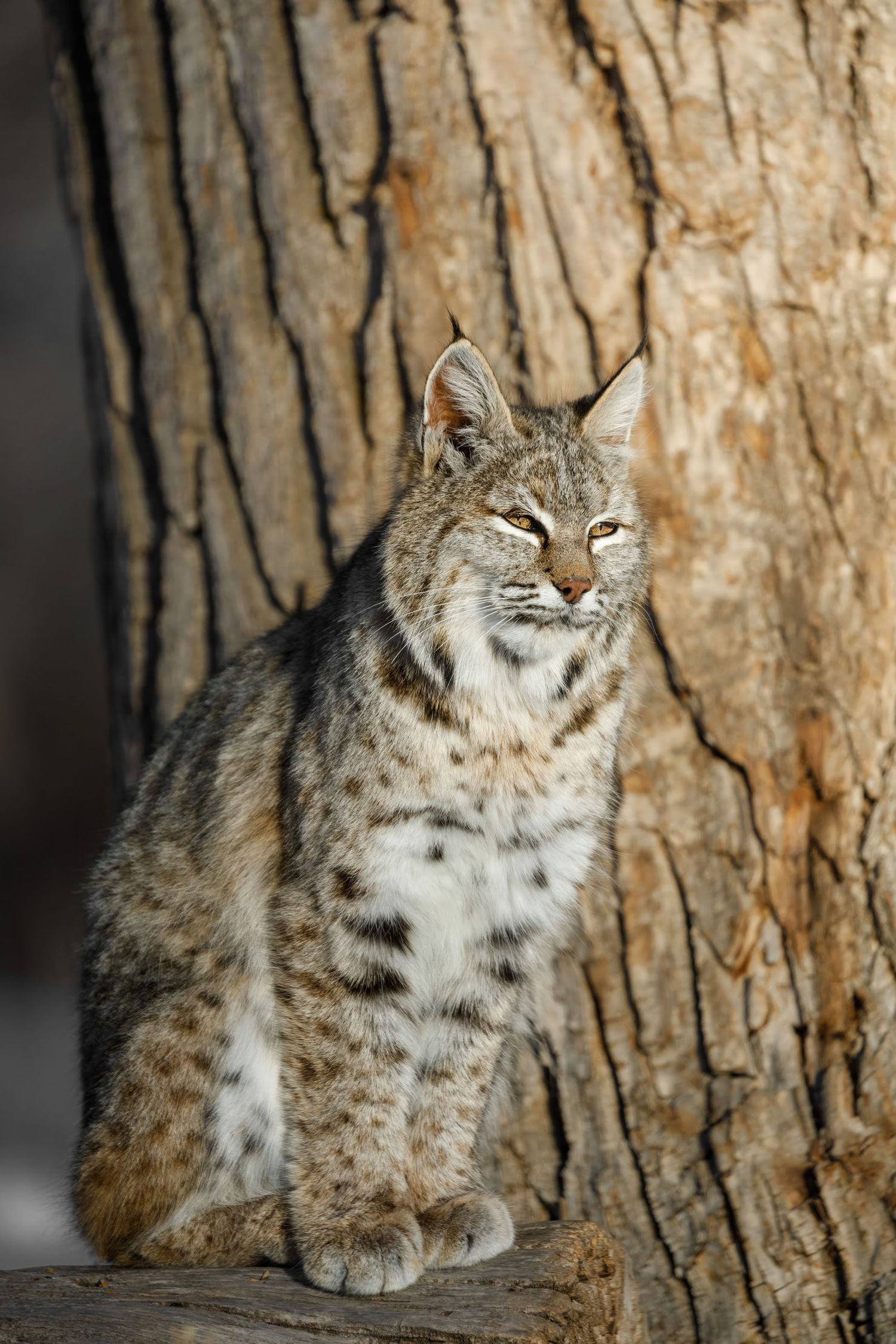 Wild bobcat resting near pine tree trunk showing its distinctive spotted coat.