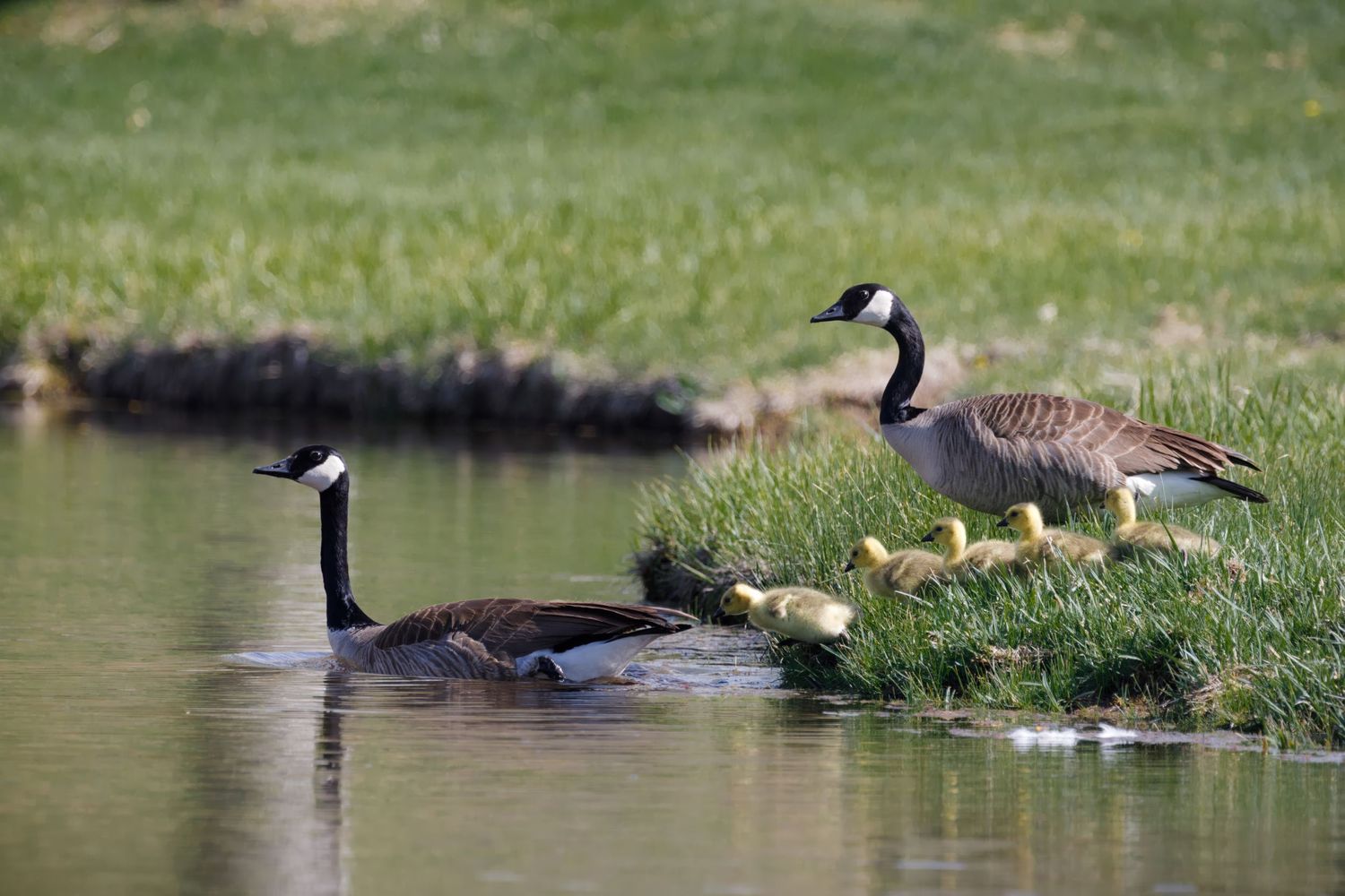 Canada geese swimming with goslings in grassy pond area.