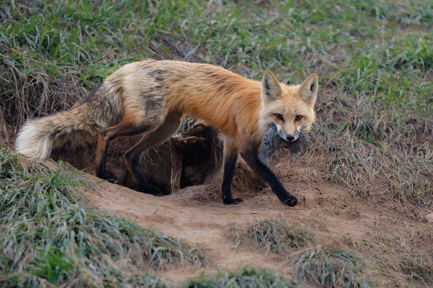Red fox exploring near its den entrance in grassy terrain.
