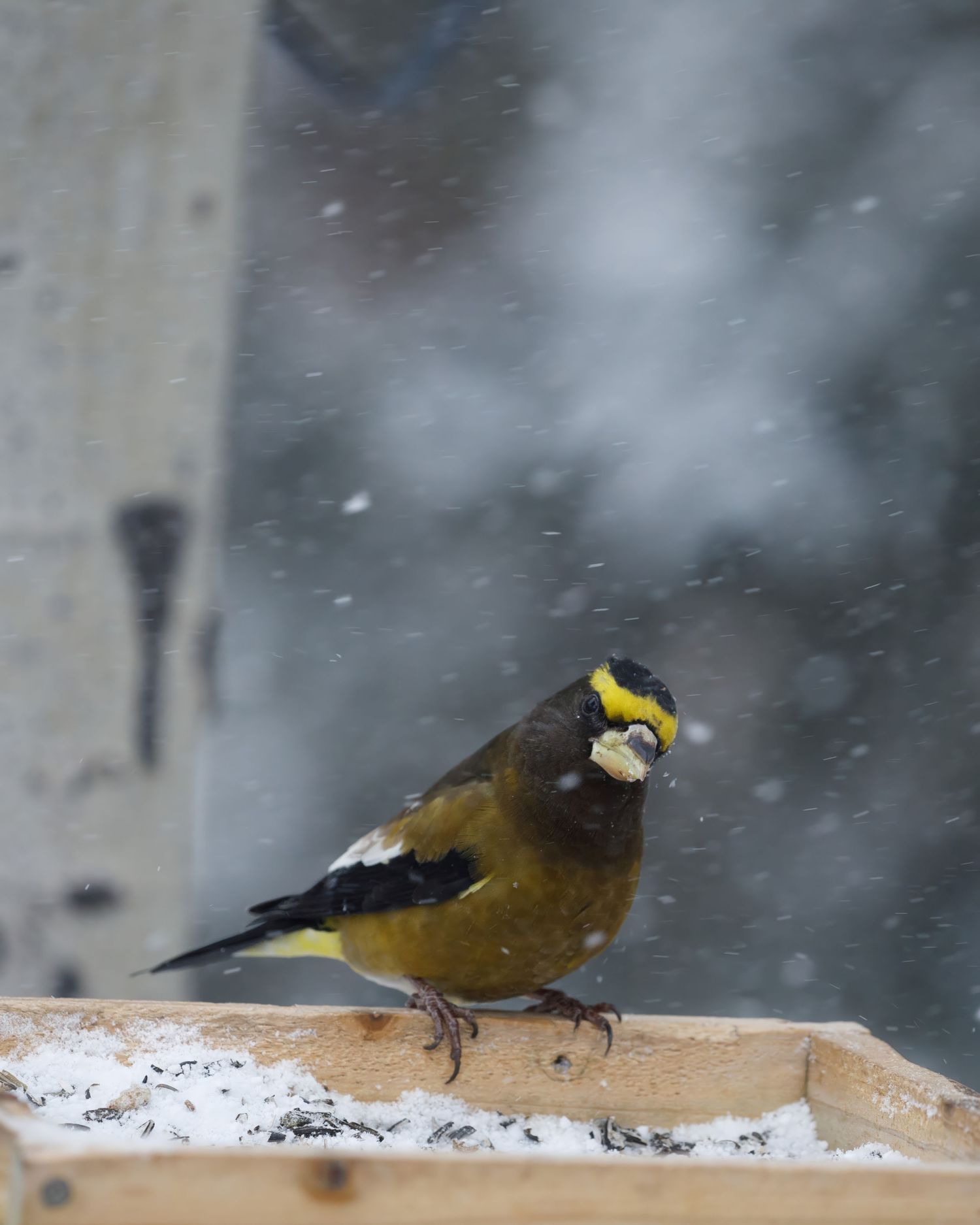 Several yellow and black birds gather at a snowy bird feeder.