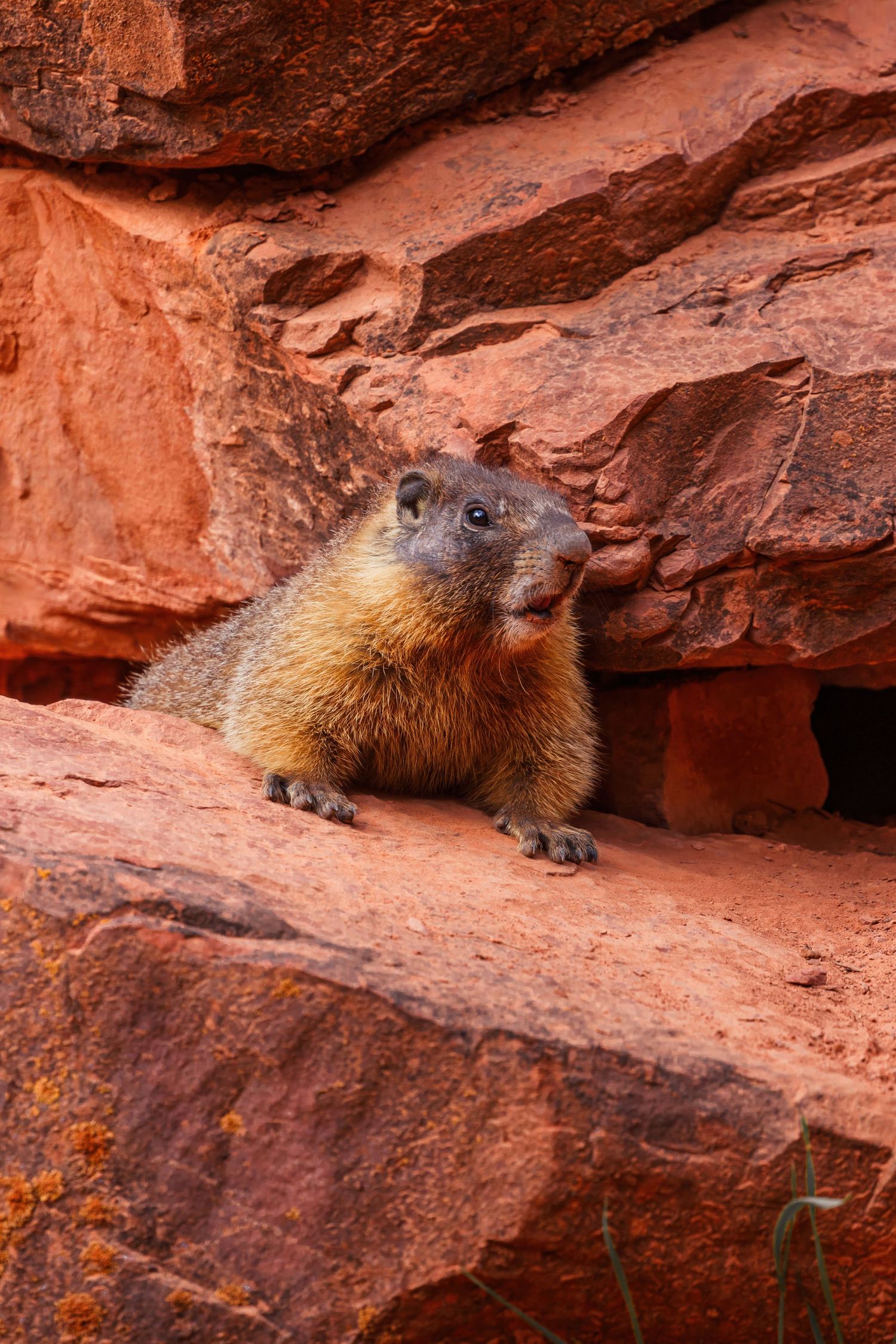 A yellow-bellied marmot sits on a red rock ledge in its natural habitat.