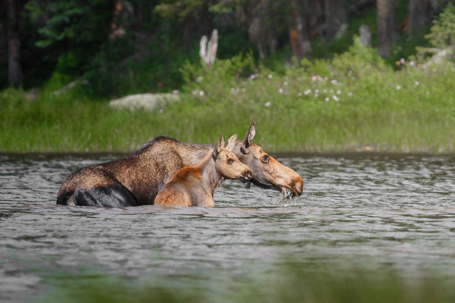 Group of moose wading through water with evergreen forest in background.