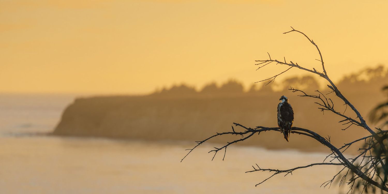A bird silhouetted against a golden sunset sky perches on a bare branch.