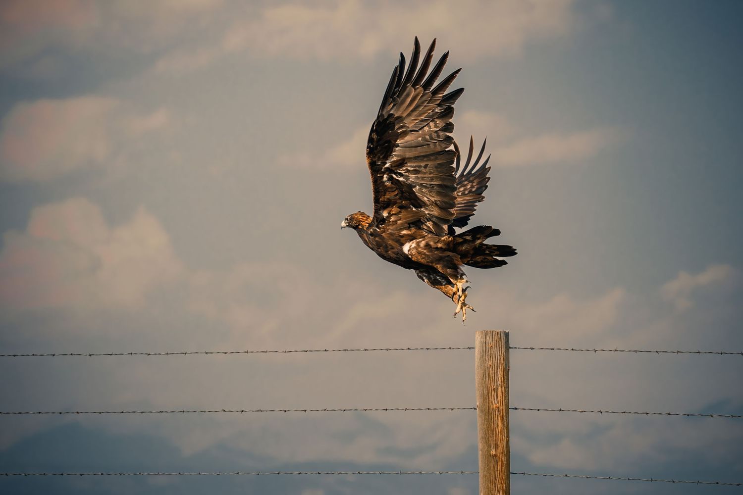 A sequence showing a golden eagle taking flight from a wooden post.