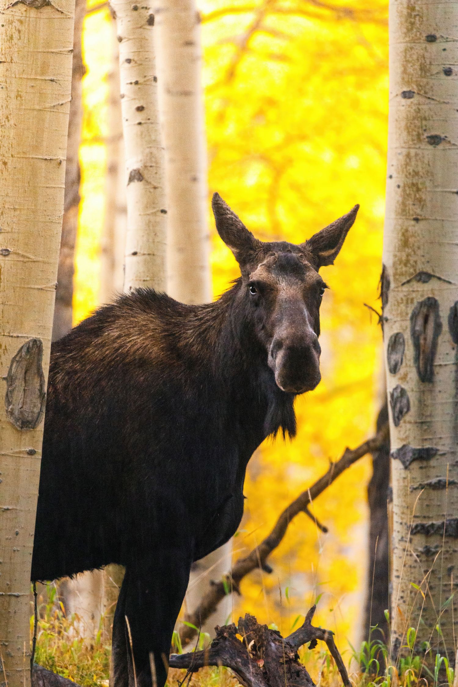 Moose standing among white birch trees with golden autumn foliage in the background.