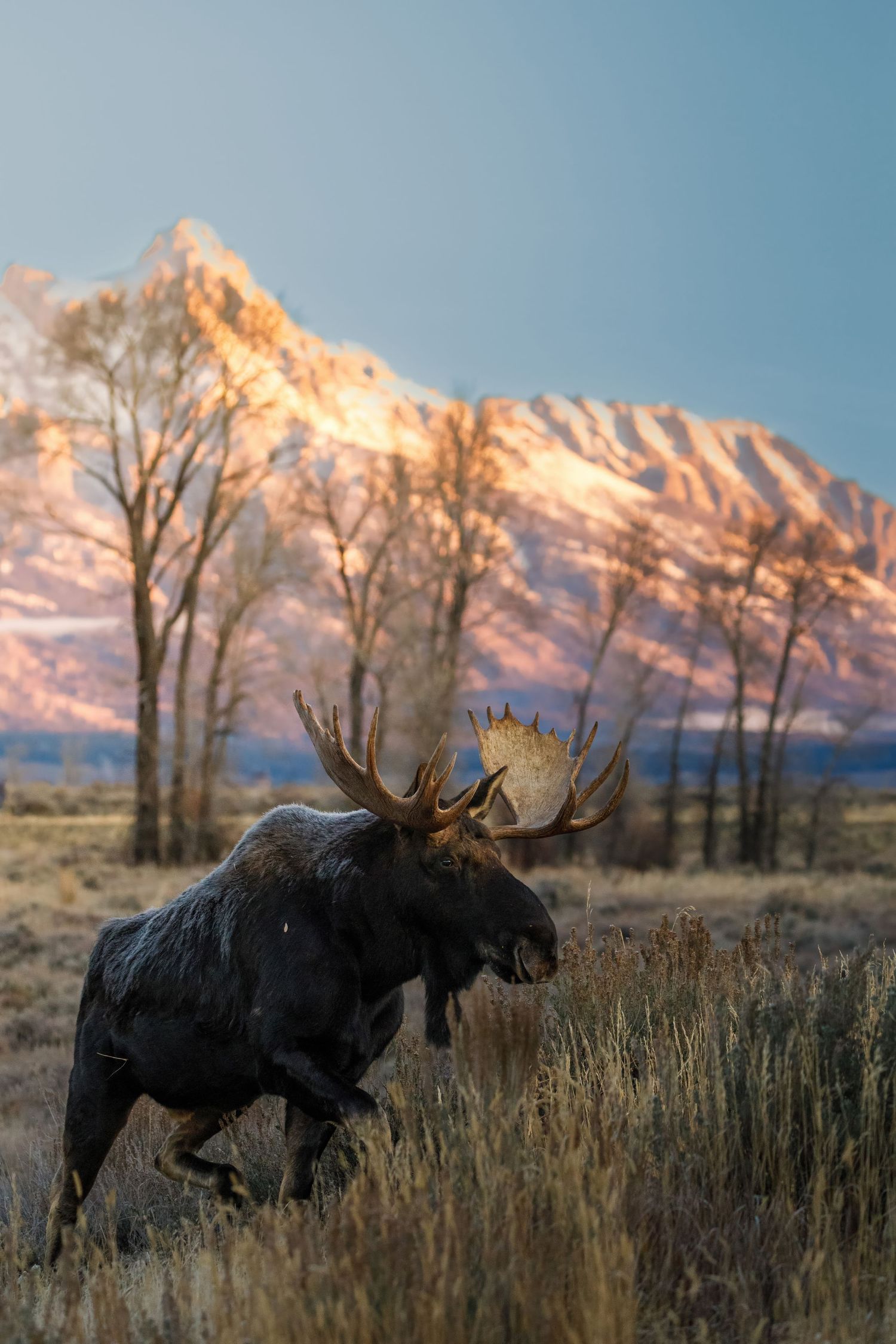 Moose standing in grassland with snow-covered Teton mountains glowing in sunrise light.