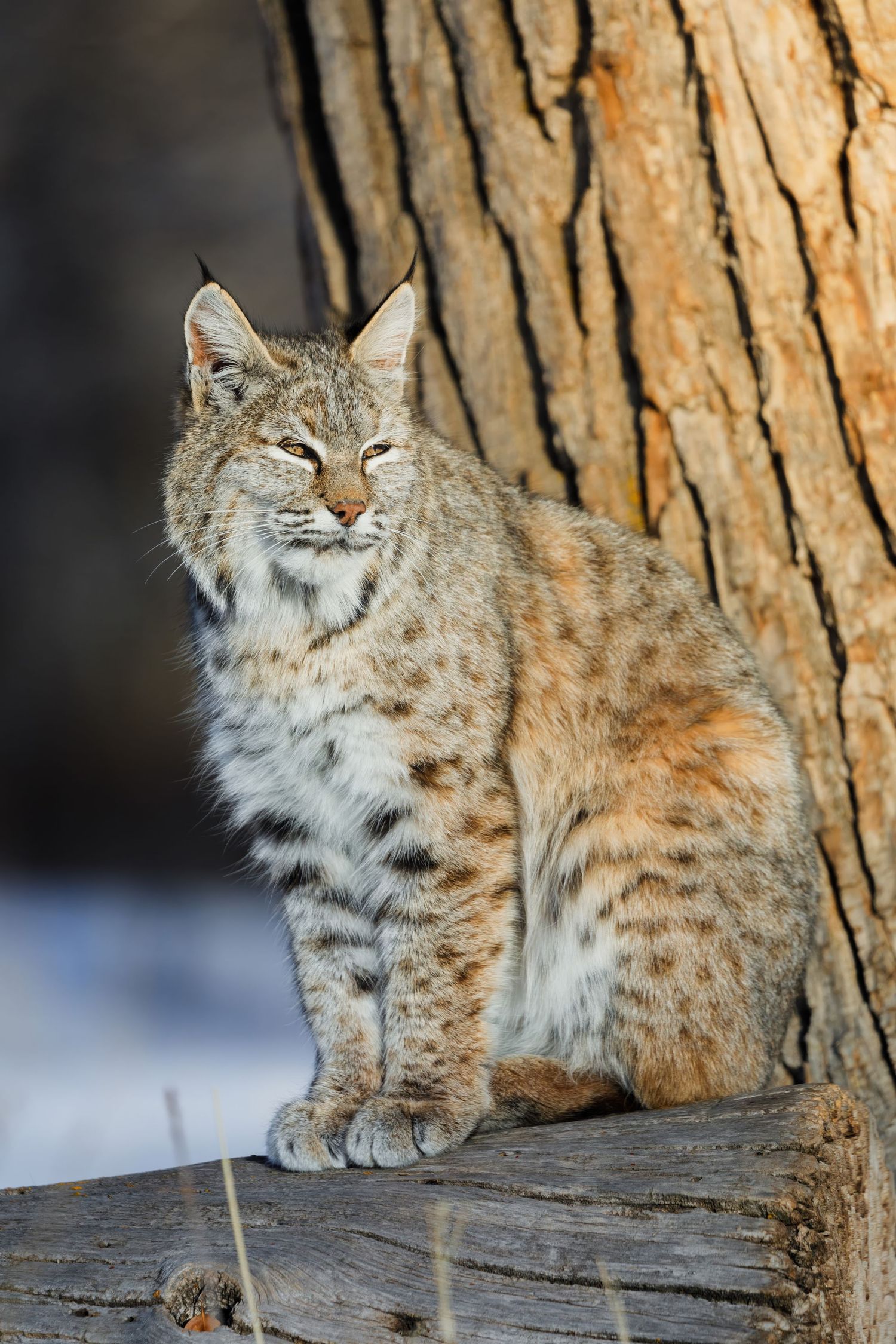Wild bobcat lounging on a fallen log against a tree bark background.