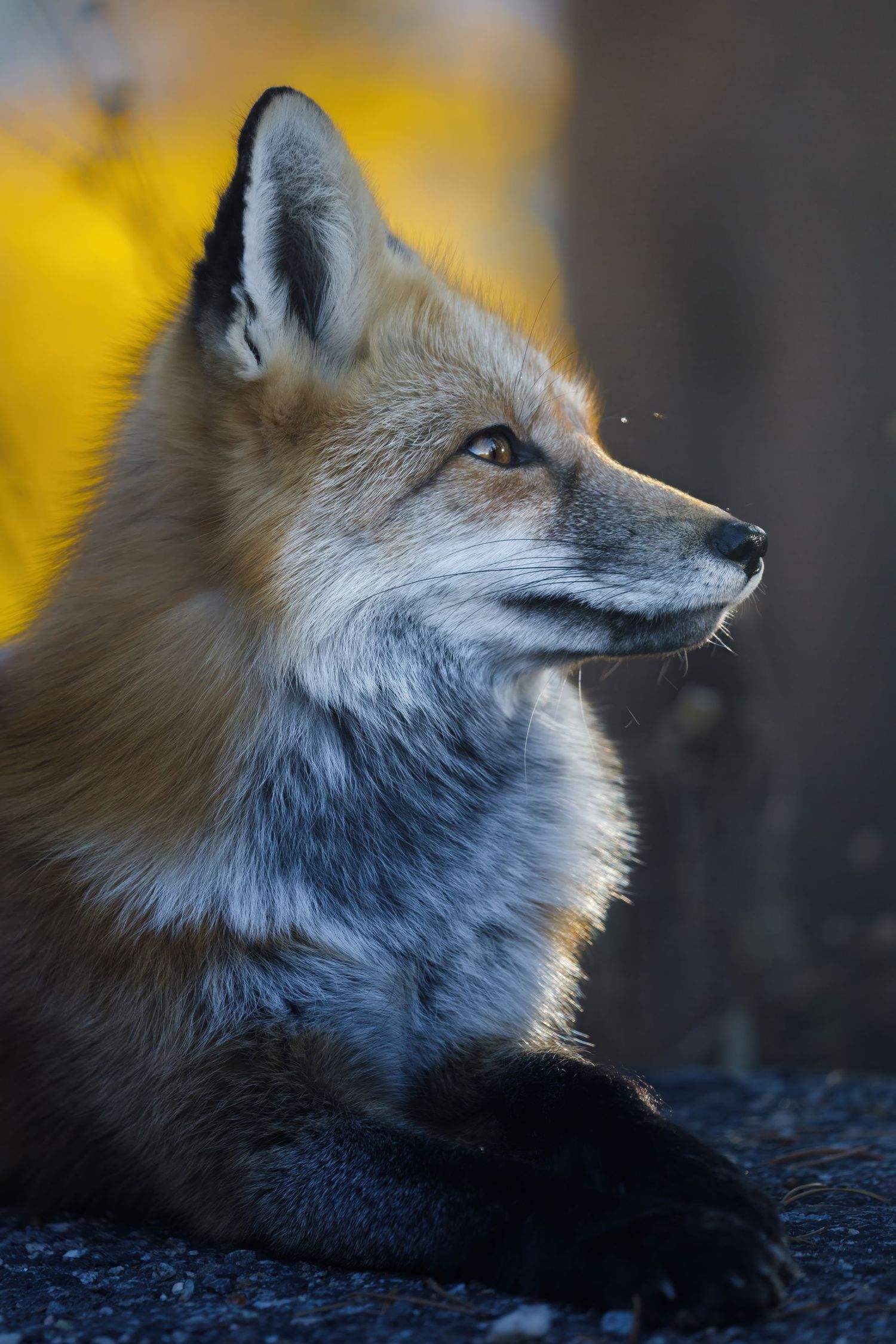 Red fox with silver-tipped fur gazes intently against a blurred yellow autumn background.