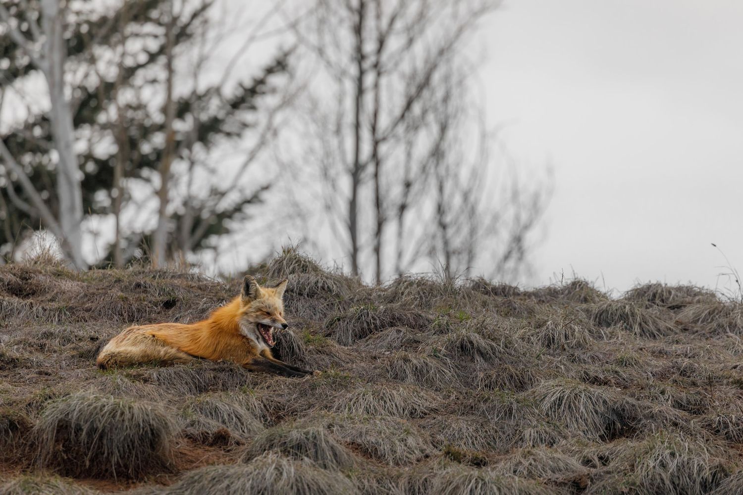 Red foxes lounging on a hillside covered in dried winter grass.