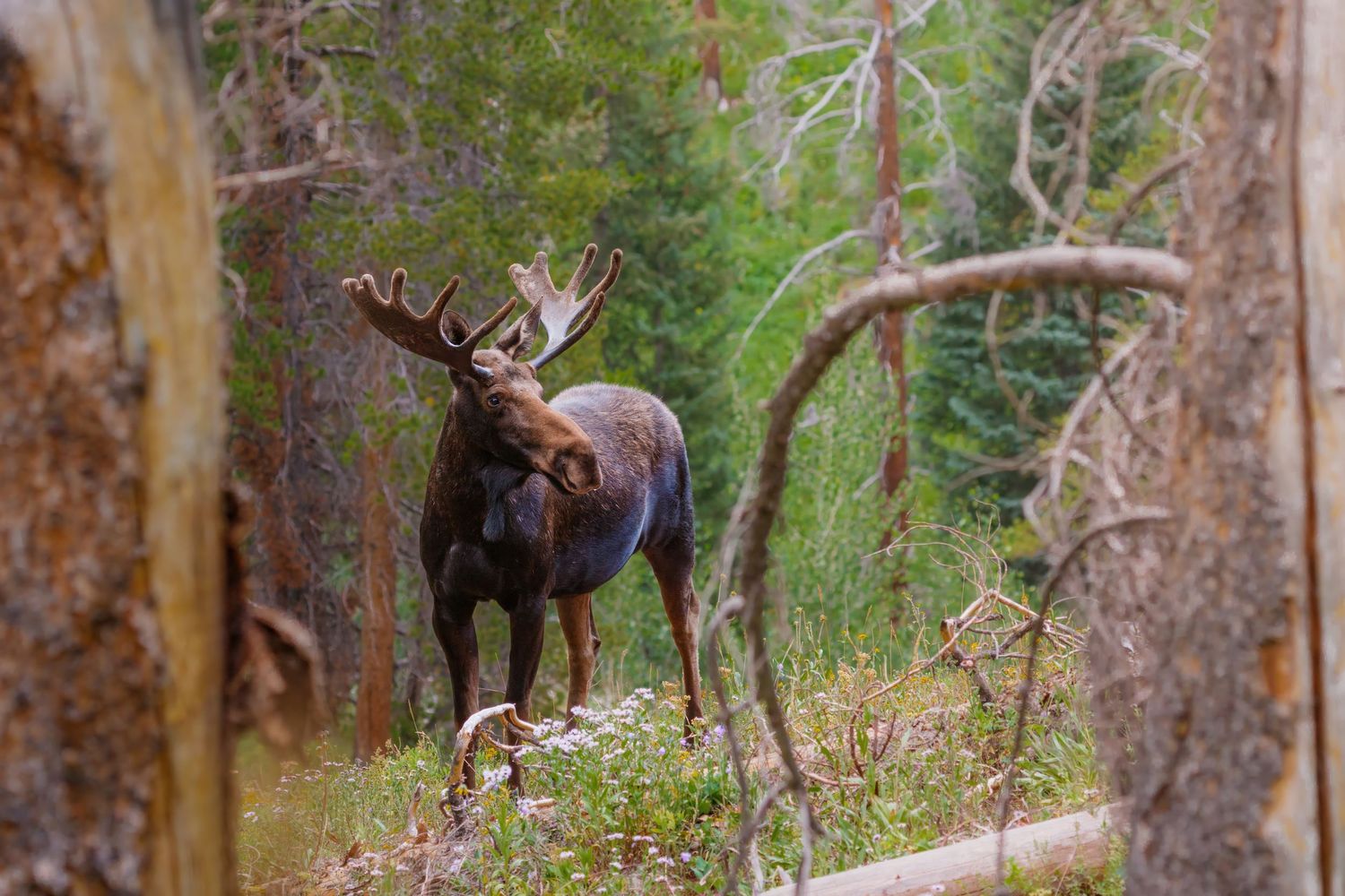 Bull moose with large antlers walking through a wooded forest area.