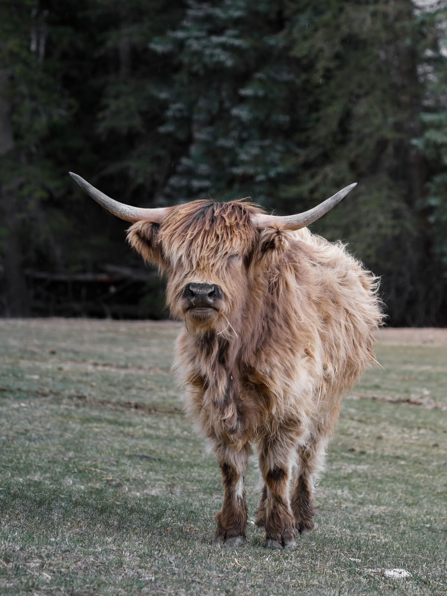 Highland cattle with distinctive long horns and brown shaggy coat grazing in a pastoral setting.