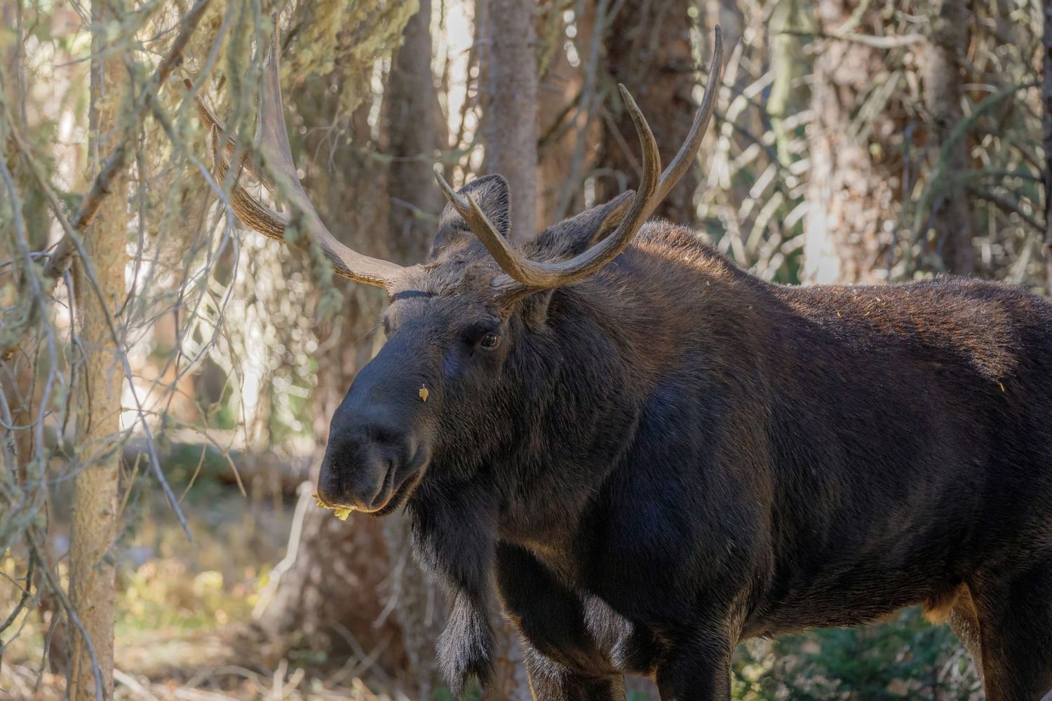 Large bull moose standing among birch trees in natural forest habitat.