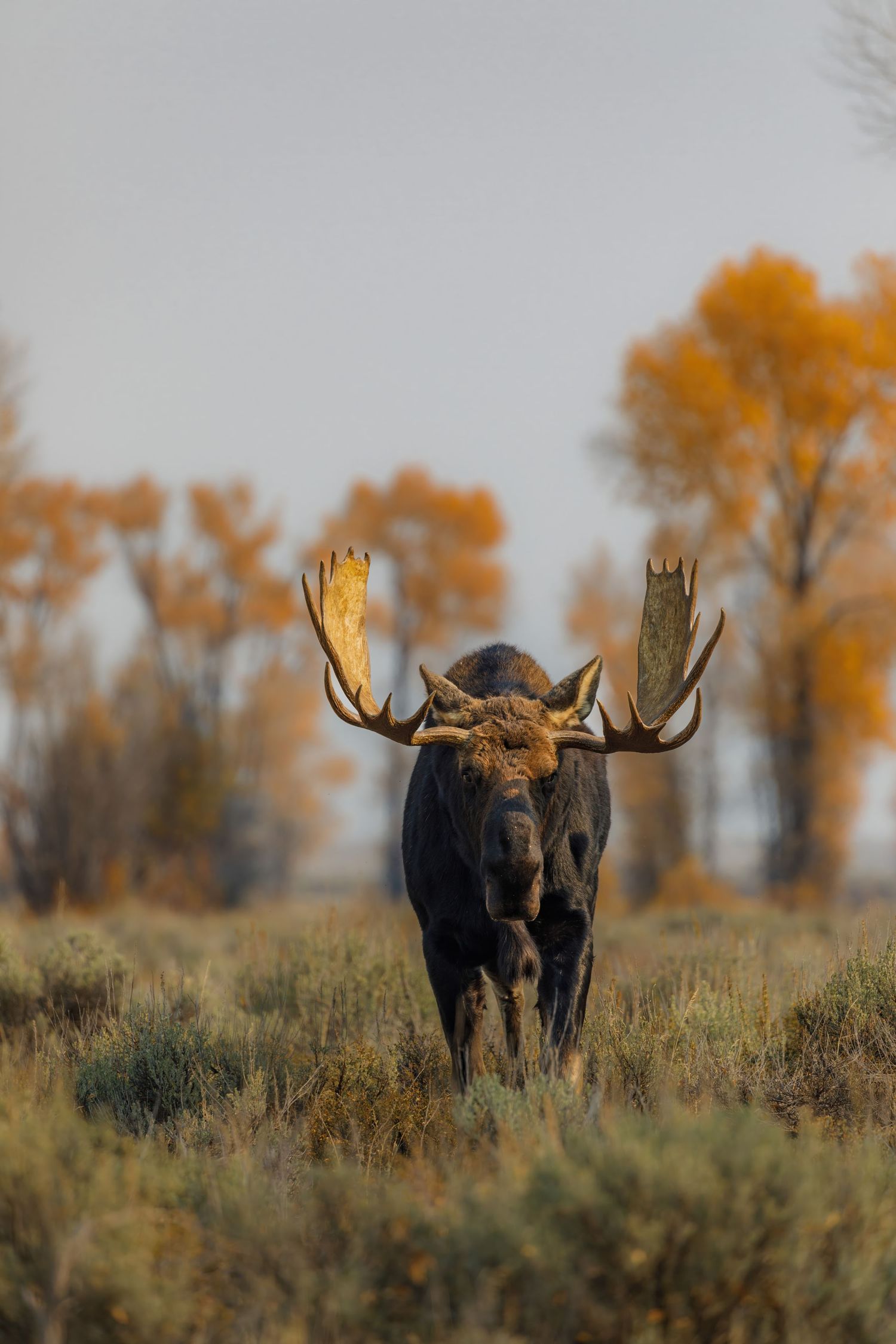 A majestic bull moose with large antlers stands in tall grass against a backdrop of autumn trees.