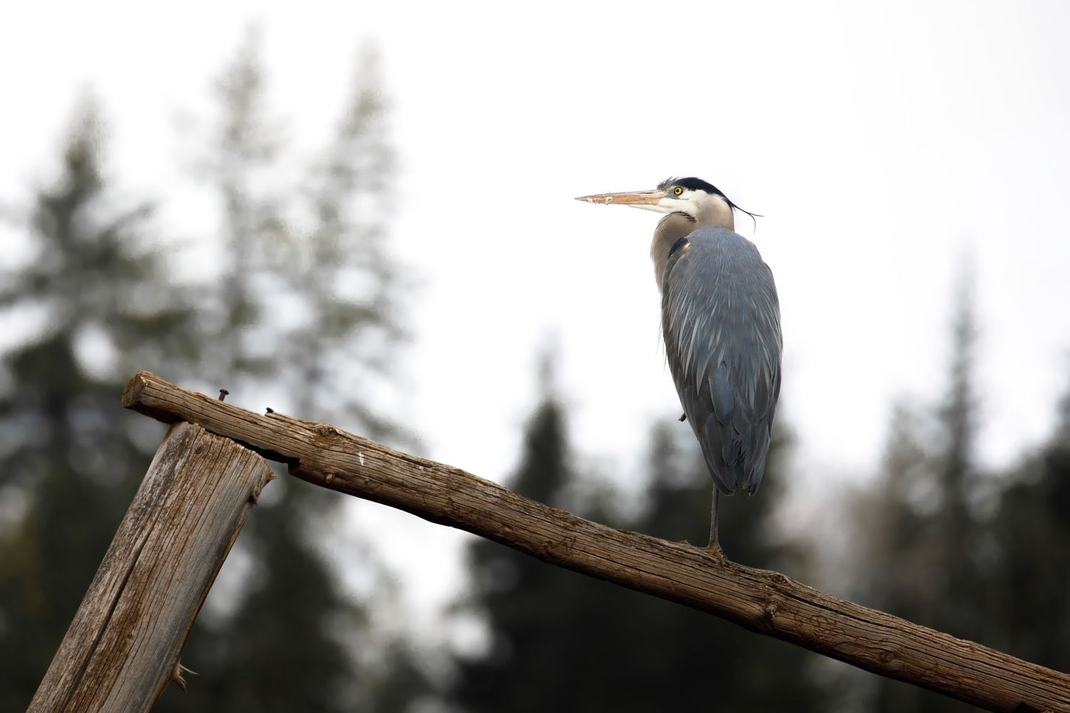 Great blue heron perched on wooden post against blurred forest background.