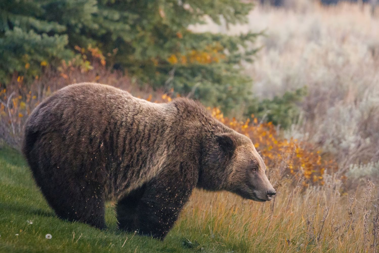 Brown bears foraging in autumn grassland with colorful fall foliage.