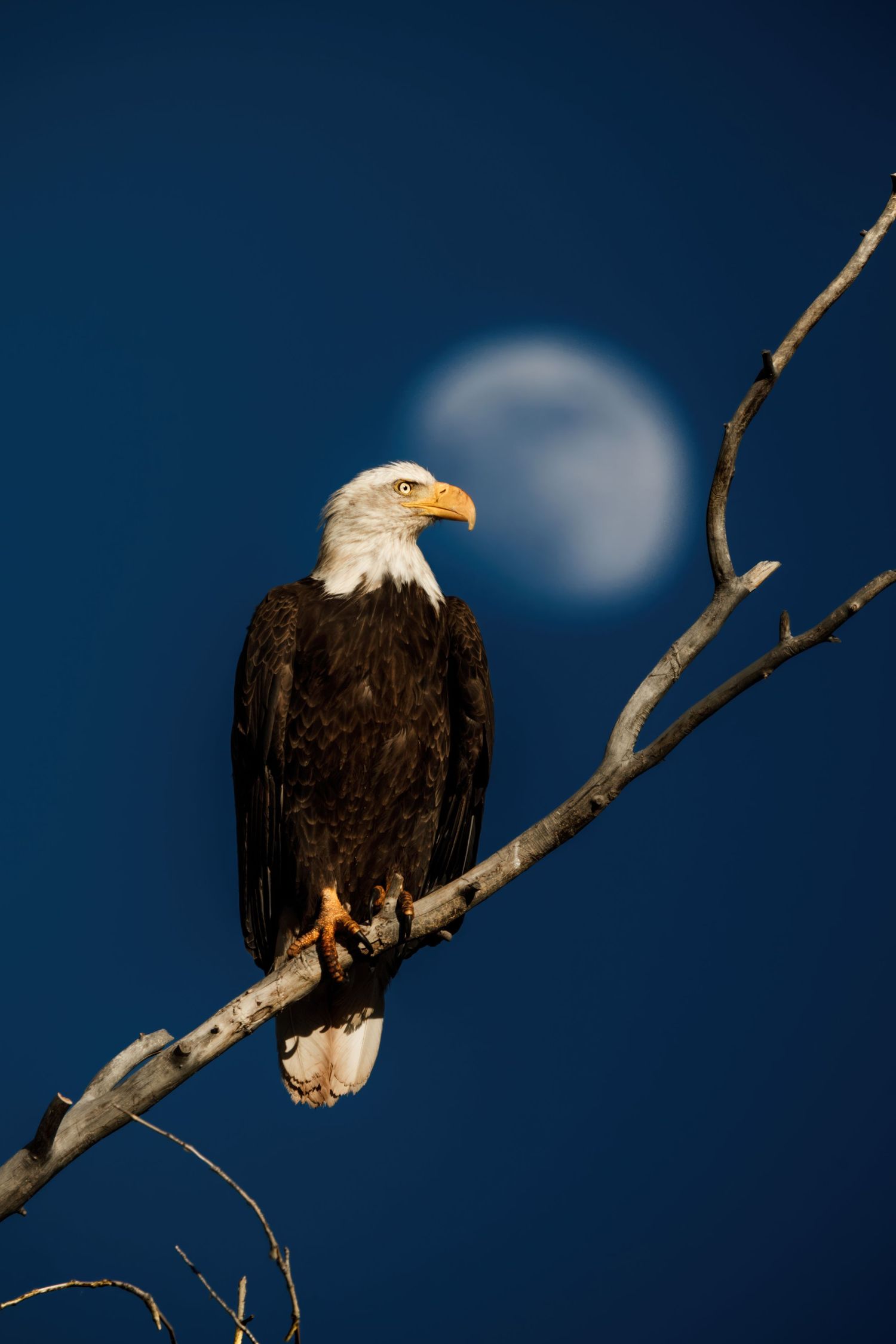 A bald eagle perches on a branch with a full moon visible in the background.