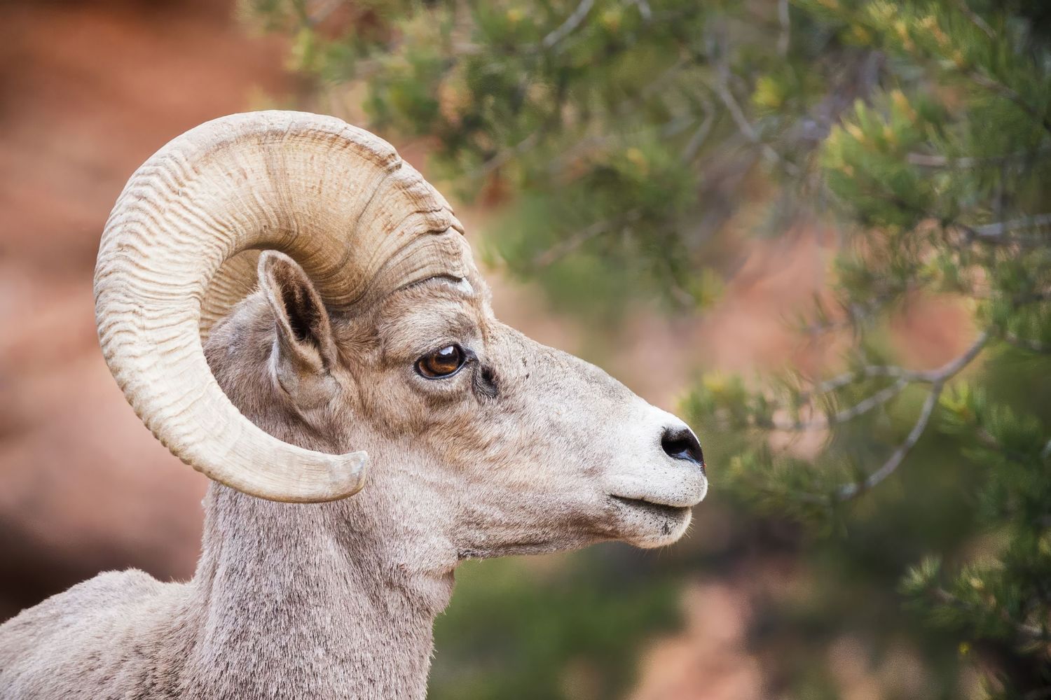 Close-up profile of a bighorn sheep's head with massive curved horns against a blurred background.