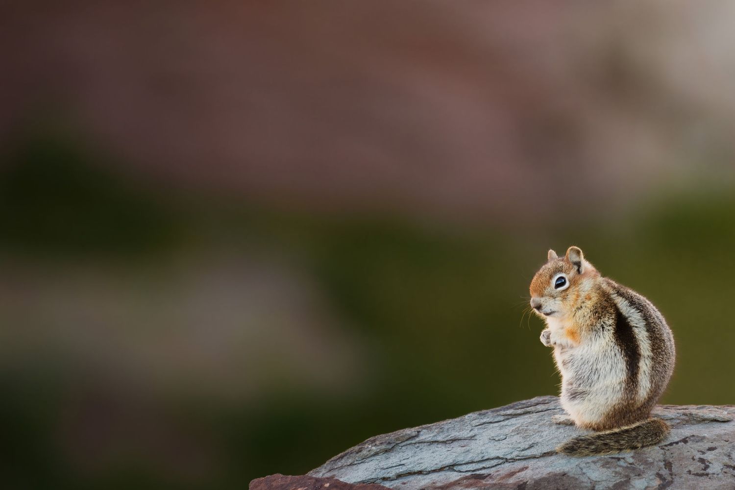 Chipmunk perched on tree branch in forest setting with natural lighting.