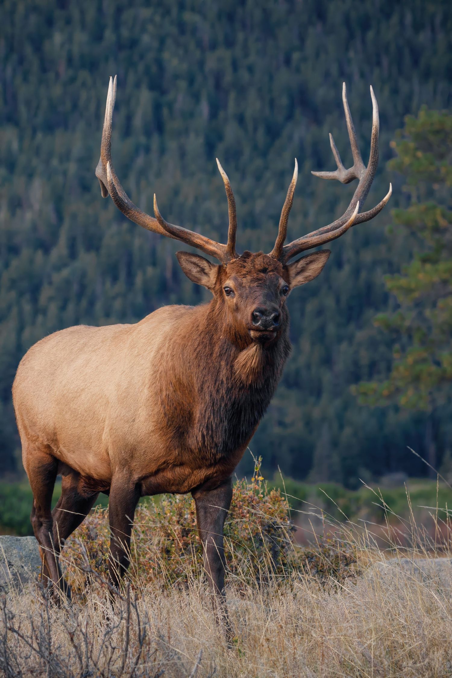 Large bull elk standing on a hillside with evergreen forest in the background.