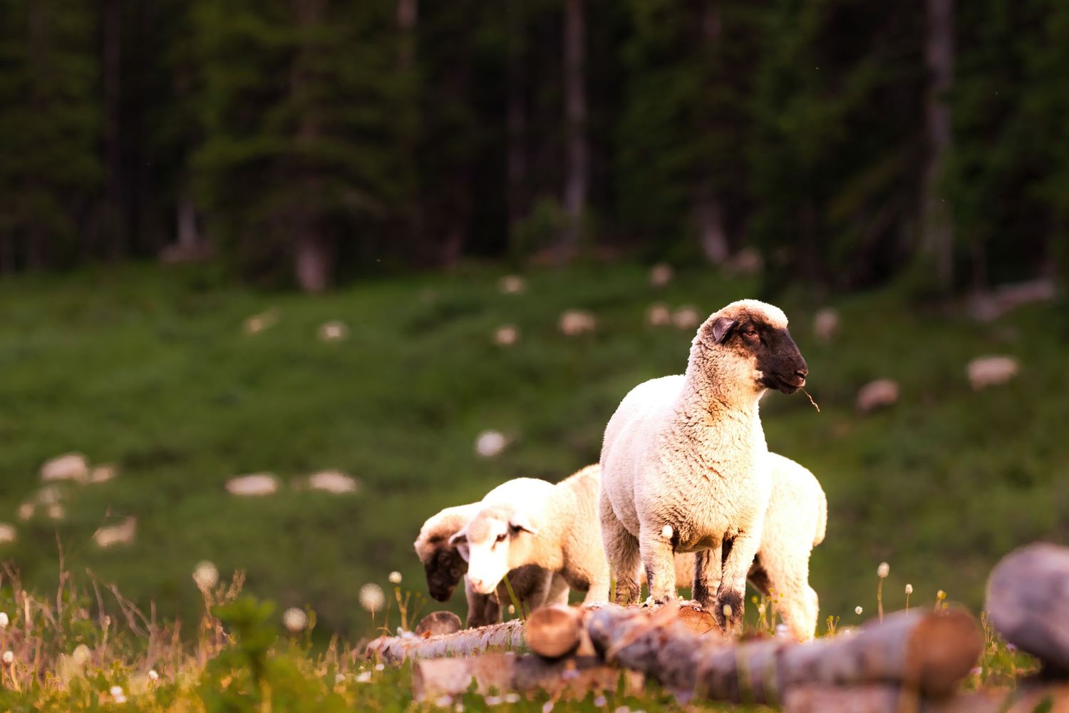 Sheep grazing in a sunlit meadow with forest in the background.