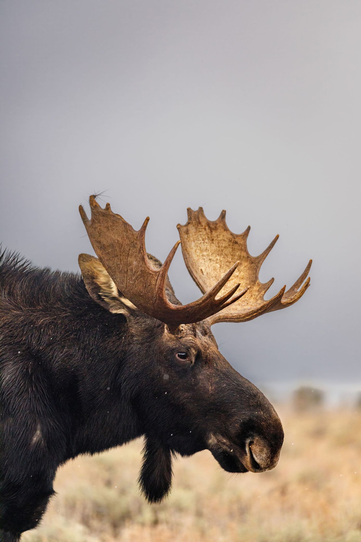 Close-up profile of bull moose with massive antlers against grey sky.