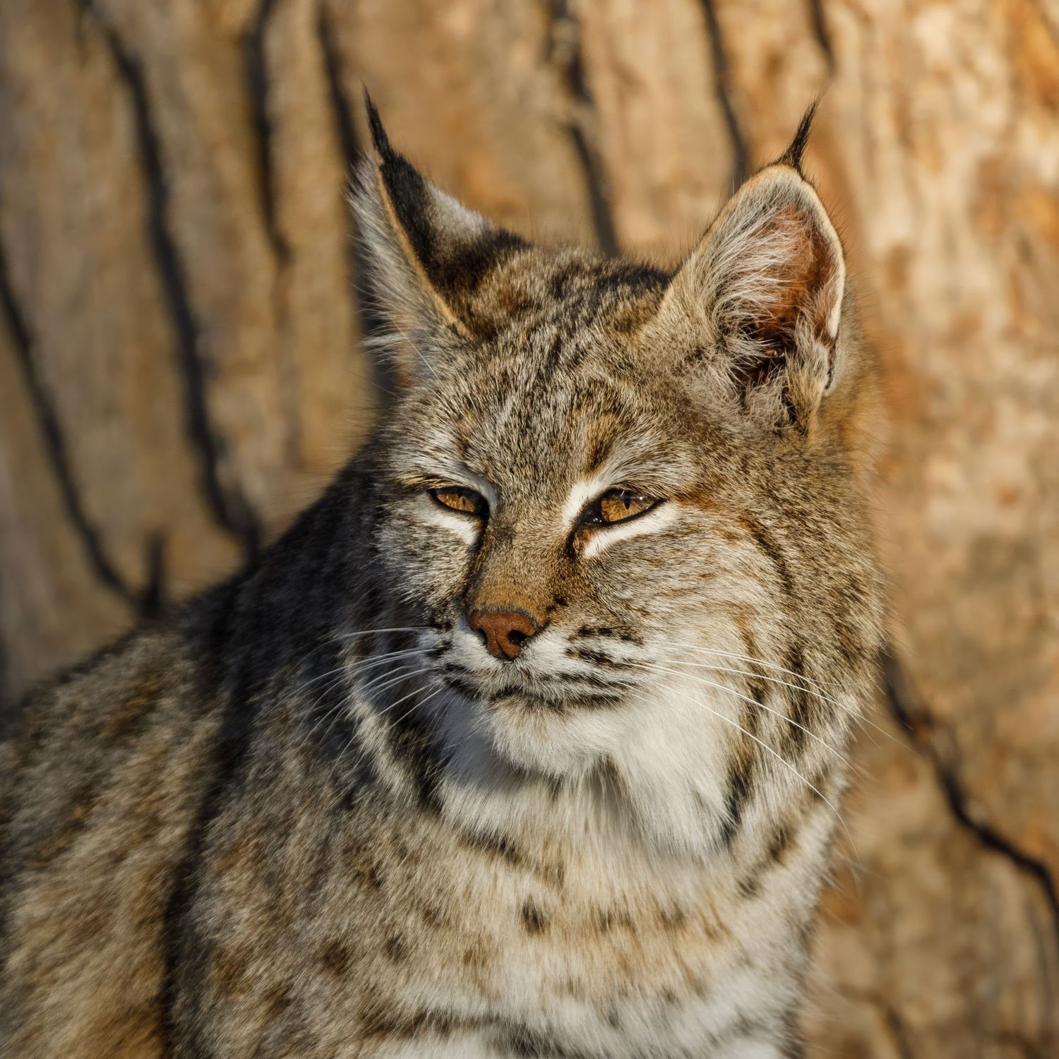Close-up of an alert bobcat's face showing detailed fur patterns and markings.