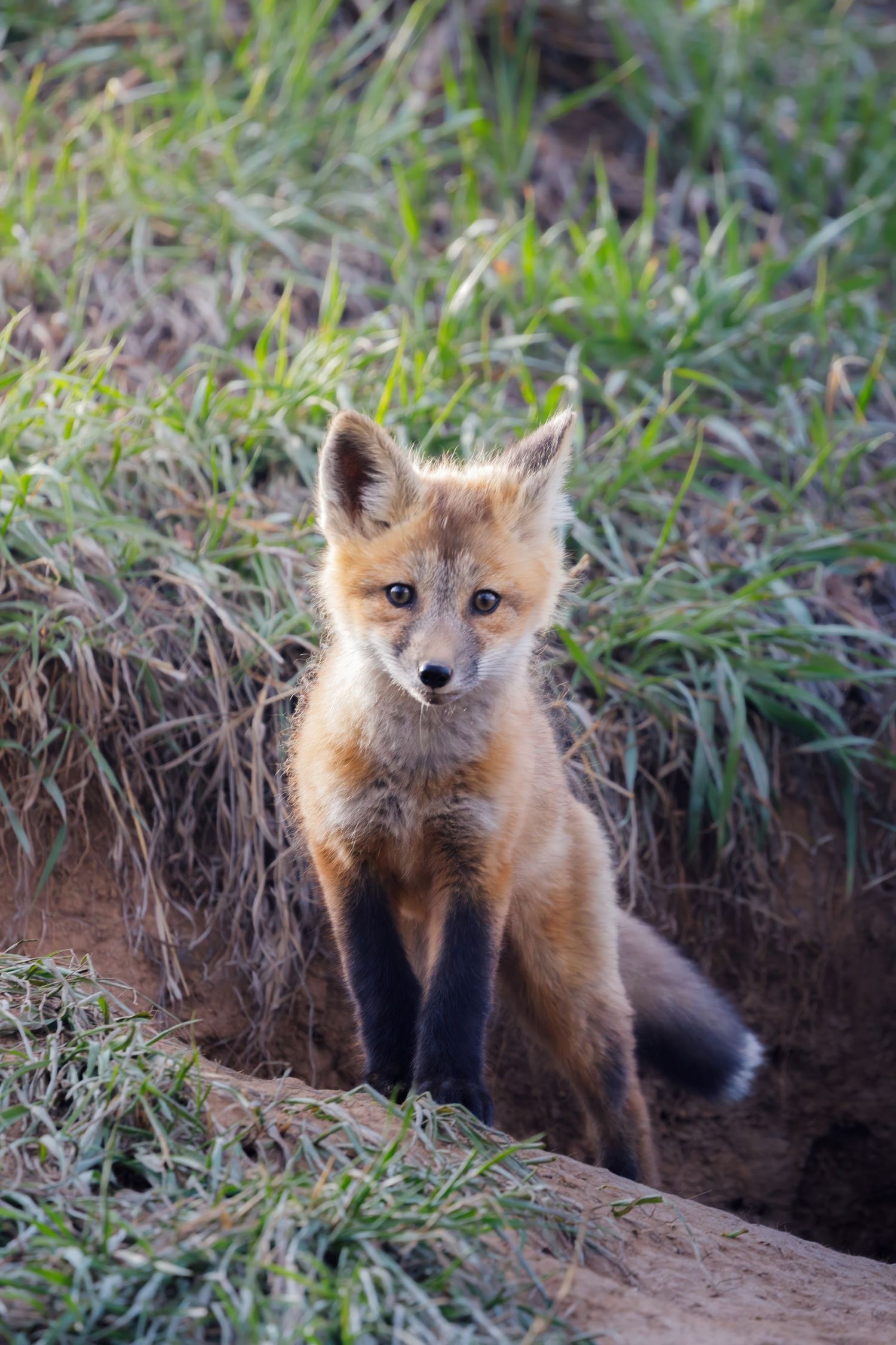 Young red fox kit sitting at the entrance of its den surrounded by green grass.