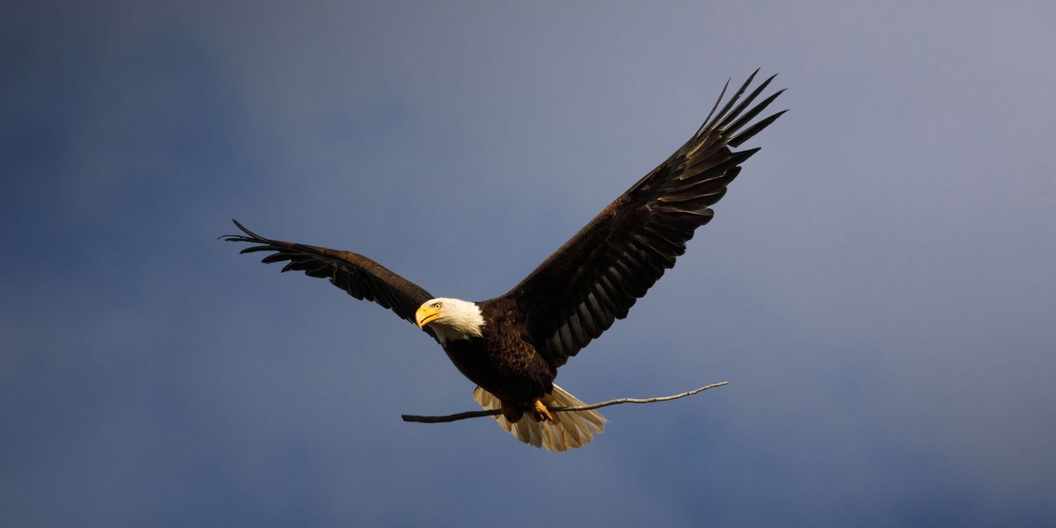 Bald eagle soaring across cloudy gray sky with wings spread.