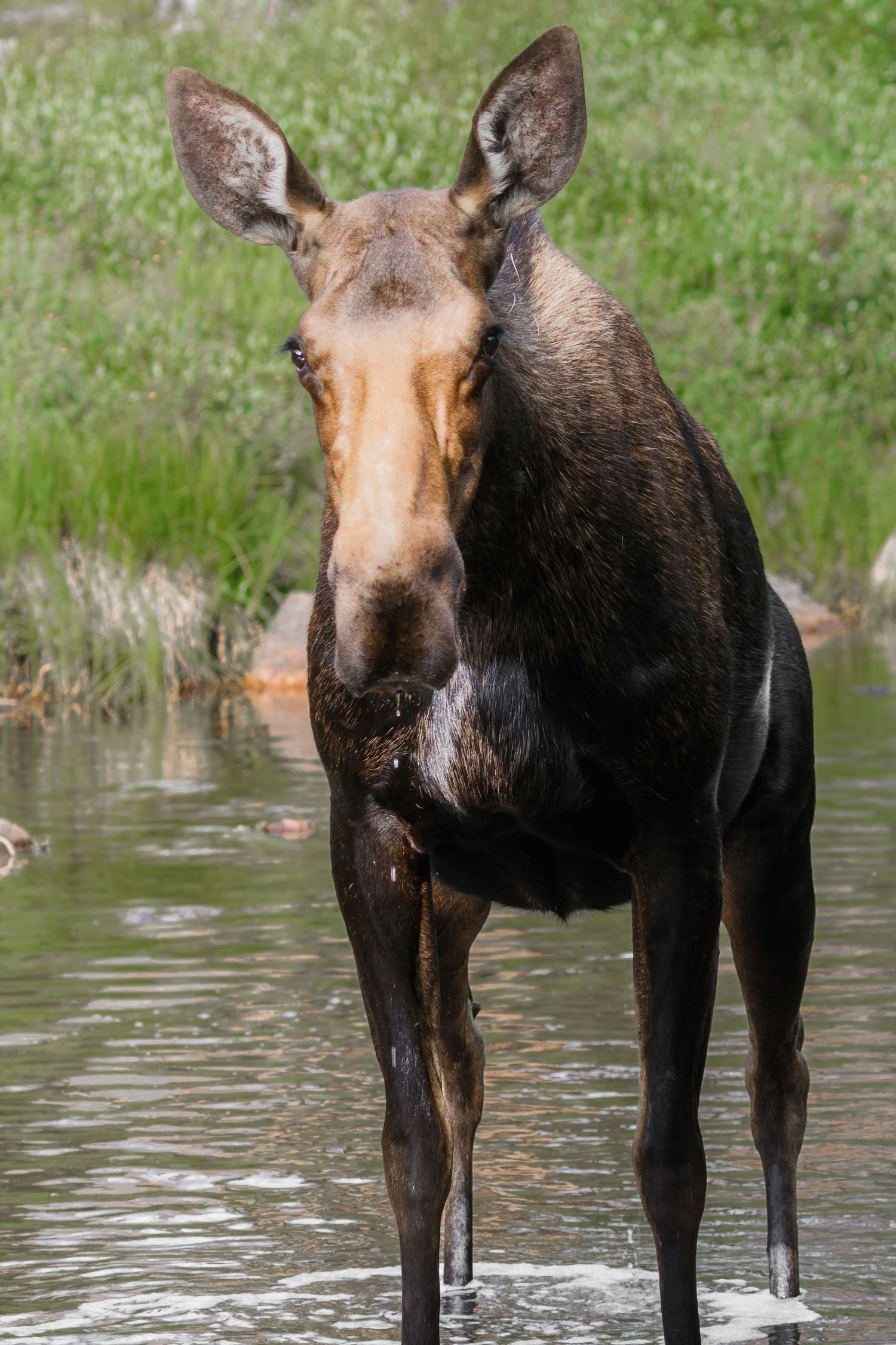 A moose standing in shallow water showing its distinctive profile.