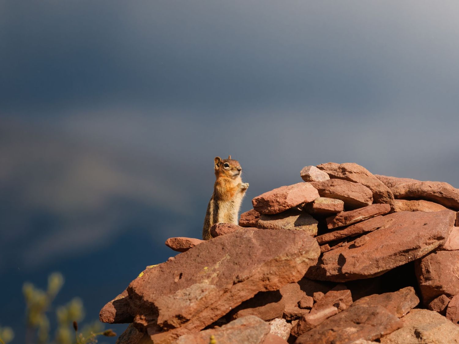 Red fox resting on orange desert rocks against a blue sky.